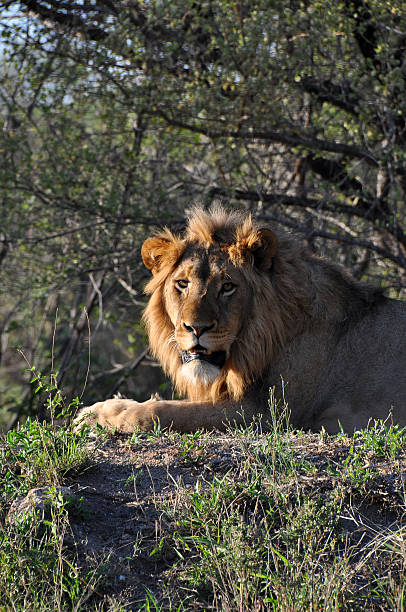 istock Lion in South Africa 157576904