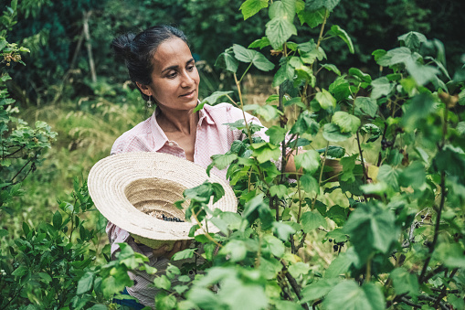 close up of woman harvesting black currants in straw hat in garden