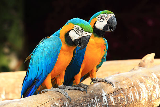 istock Couple blue-and-yellow macaws (Ara ararauna) 157577033