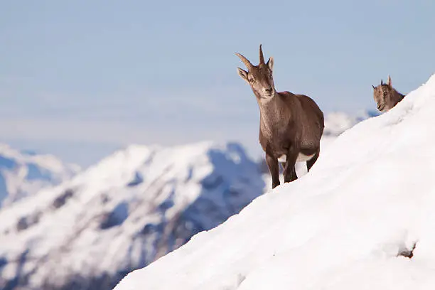 Two ibexes in the snow on Italian Alps. 3500 meter high.Taken during a climb in Valle D'Aosta