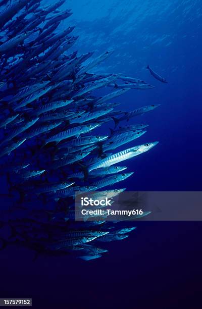 Foto de Liderando O Pacote e mais fotos de stock de Cardume de Peixes - Cardume de Peixes, Peixe, Mar