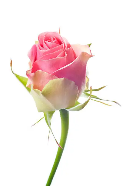 Photo of Beautiful pink rose on white