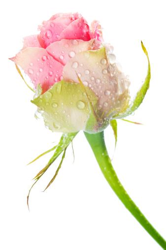 Luxury fresh magenta-white rose flower with droplets isolated on white background.