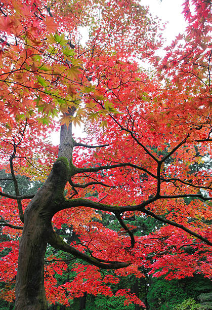 istock Japanese maple leaves in autumn 157579307