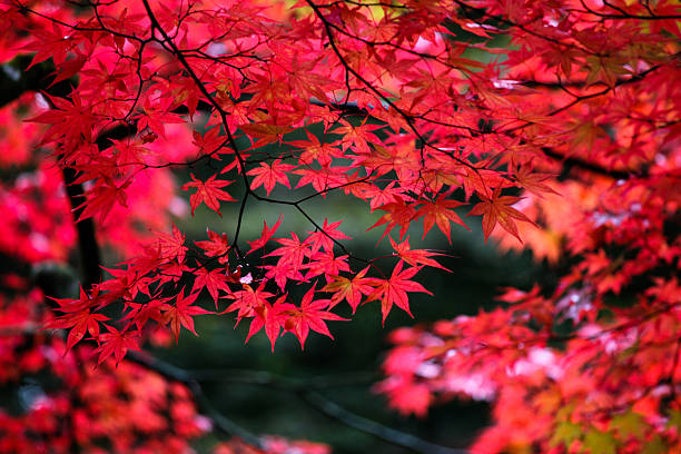 Japanese maple leaves in autumn stock photo