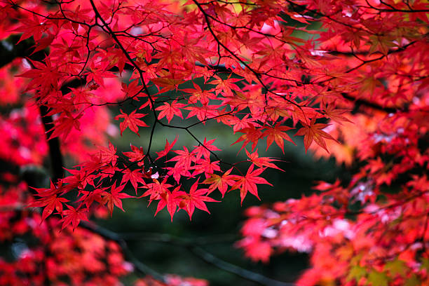 японский клен листья в осенний - tree area japanese fall foliage japanese maple autumn стоковые фото и изображения