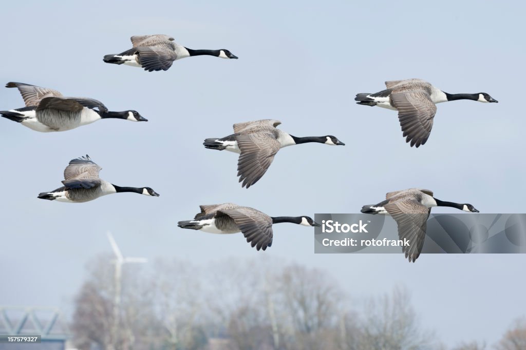 Canada goose Branta canadensis (Bildgröße XXL erhältlich - Lizenzfrei Farbbild Stock-Foto