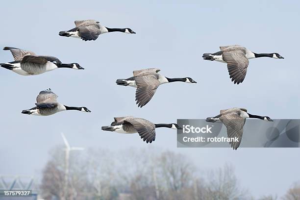 캐나다기러기 Branta Canadensis 이미지 크기 Xxl 거위-새에 대한 스톡 사진 및 기타 이미지 - 거위-새, 군집 동물, 동물