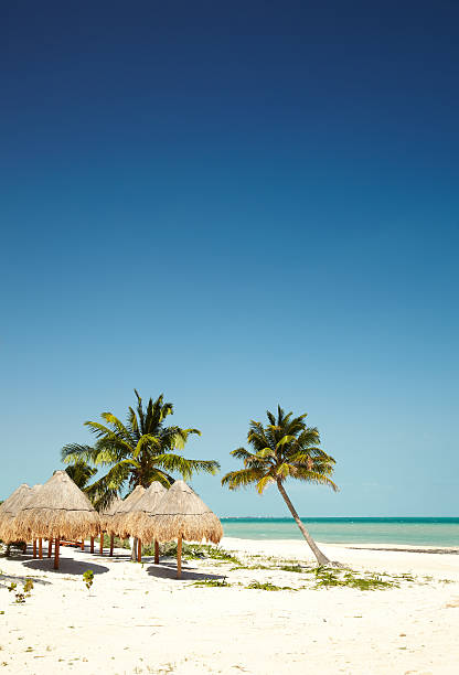 соломенная крыша зонтиками на тропический пляж - beach tourist resort mexico tropical climate стоковые фото и изображения