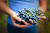 holding ripe grapes