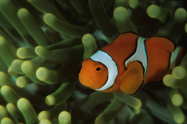 istock Tiny Clownfish in green anenome 157579392