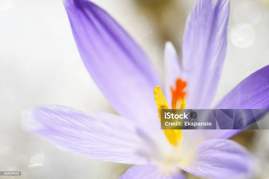 Principios de la primavera en la nieve serie azafrán - Foto de stock de Azafrán - Hierba libre de derechos