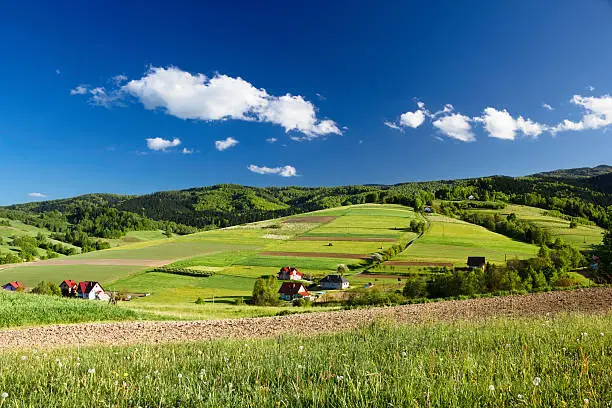 Mountain in summer