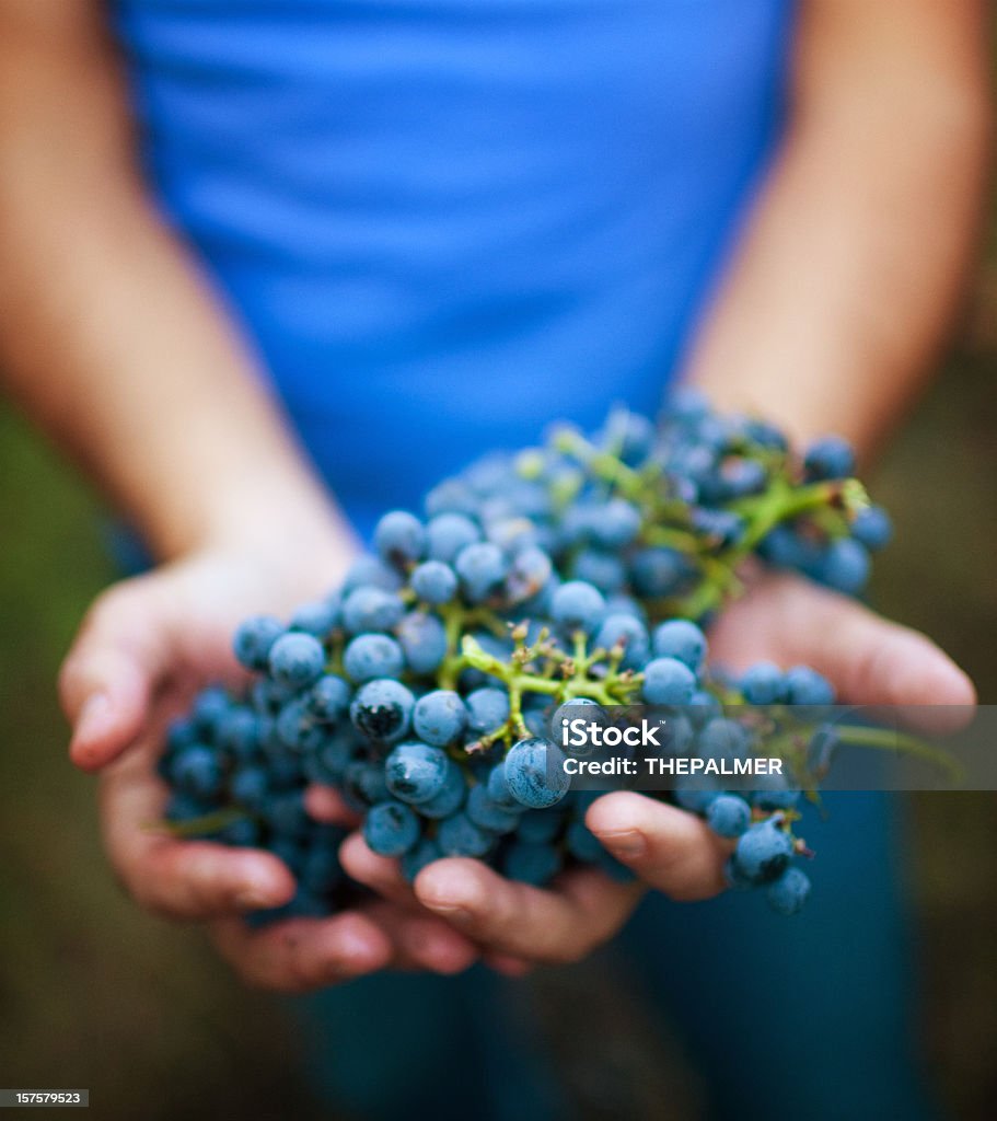 holding Reife Weintrauben - Lizenzfrei Verwaltungsbezirk Sonoma County Stock-Foto