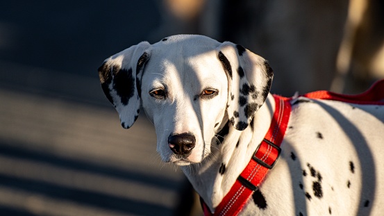 A closeup of a Dalmatian puppy in sunlight