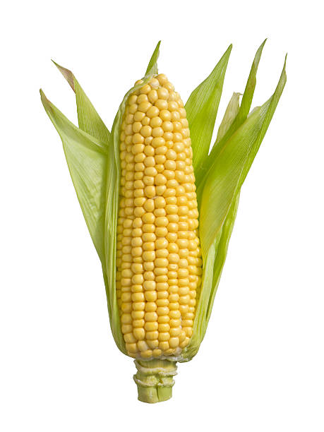 An isolated ear of corn on a white background Isolated ear corn corn photos stock pictures, royalty-free photos & images
