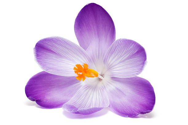 крокус - single flower flower crocus spring стоковые фото и изображения