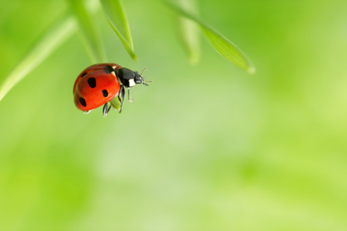 ladybug on a tree branch close-up