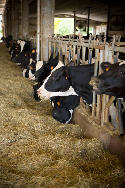 istock Cow breeding in a farm 157579820