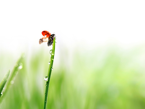 ladybug on green grass.