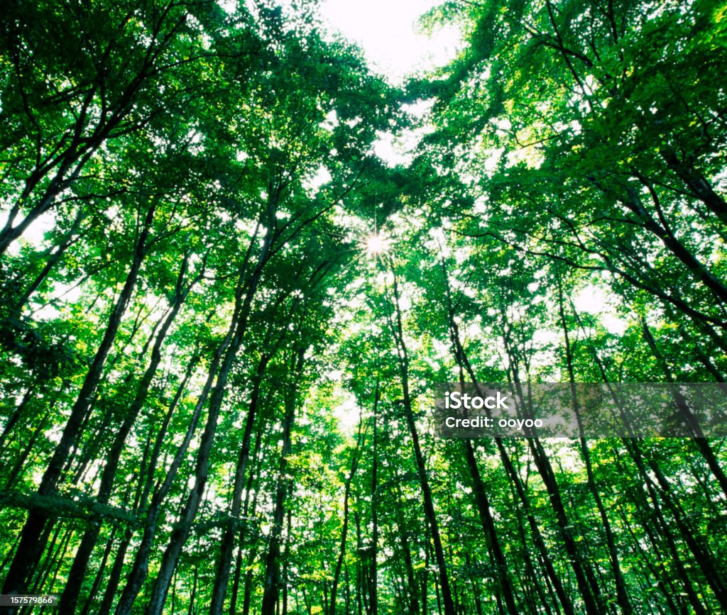 Floresta luz solar - Royalty-free Ao Ar Livre Foto de stock