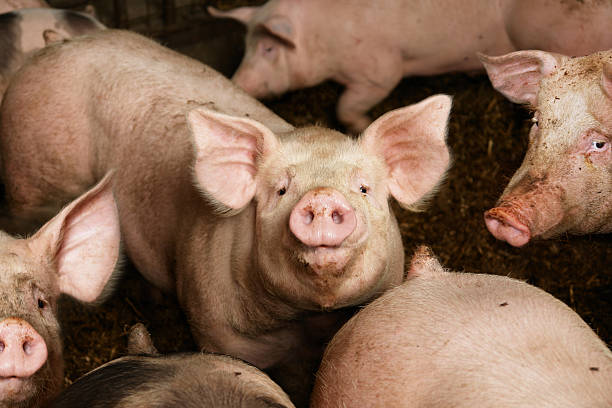 schweine auf der farm - pig stock-fotos und bilder