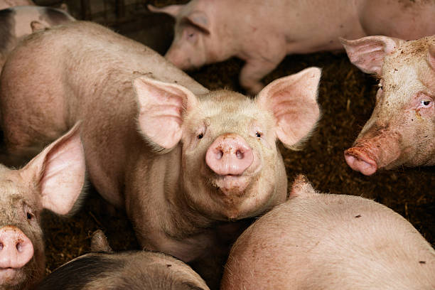 Pigs on the farm
