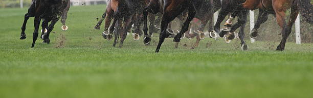 cheval de course - horse horse racing animal head horseracing track photos et images de collection