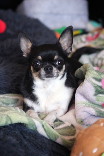 istock Mini the chihuahua 1575799500