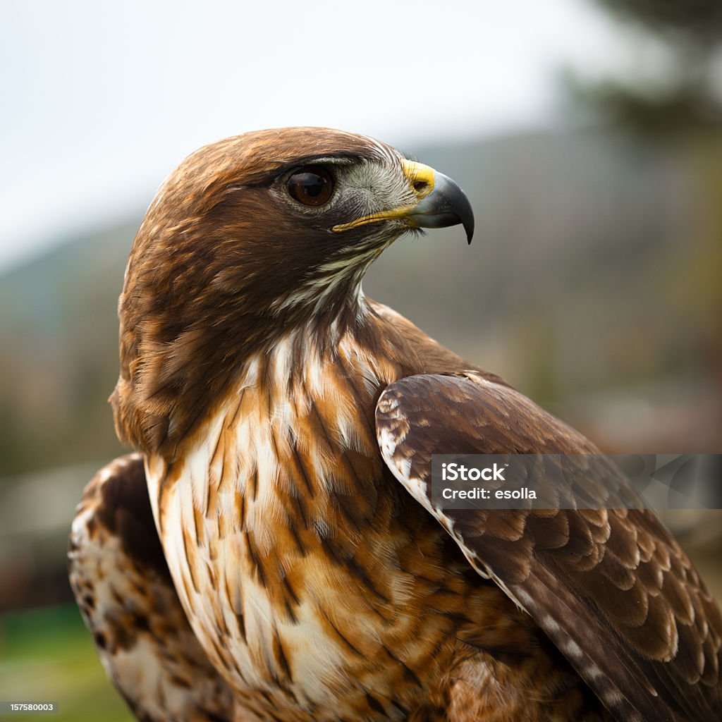 Hawk Body Redtailed Hawk Stock Photo - Download Image Now - Animal Body Part ...