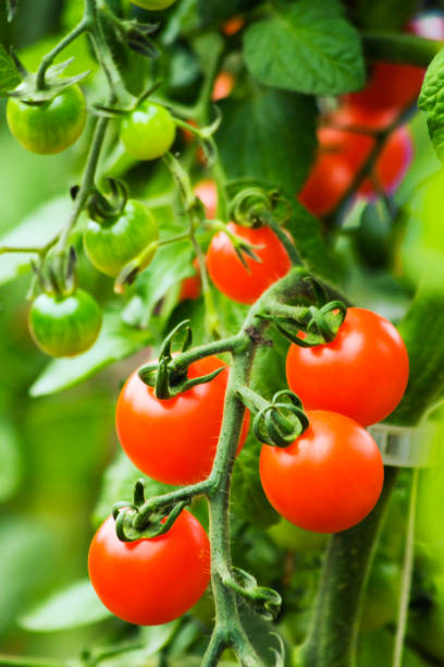 istock Five fresh ripe cherry tomatoes still to be picked 157580210