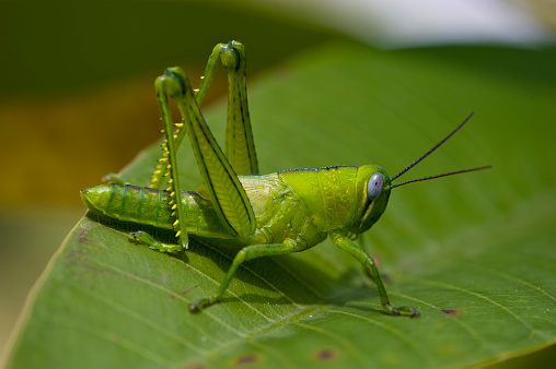 very green grashopper sitting on a leaf after a heavy rainfall