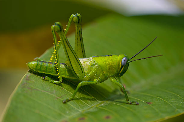 A bright green grasshopper on an leaf very green grashopper sitting on a leaf after a heavy rainfall grasshopper photos stock pictures, royalty-free photos & images