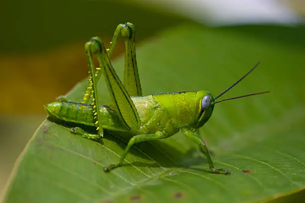 Photo of A bright green grasshopper on an leaf