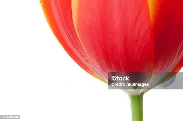 Primer Plano Abstracto De Tulipán Flor Sobre Fondo Blanco Foto de stock y más banco de imágenes de Tulipán