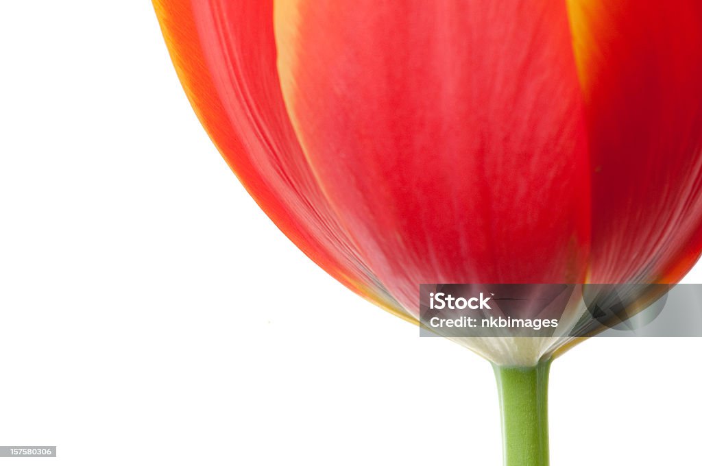 Gros plan de tulipes fleurs abstraites sur fond blanc immaculé. - Photo de Tulipe libre de droits