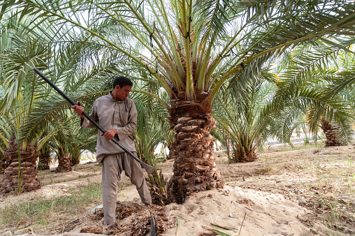 Siwa Oasis, Egypt. March 14th 2018 
A Local Siwian farmer tending to Palm Trees in the remote Egyptian Oasis town of Siwa in the Great Sand Sea near the border with Libya.