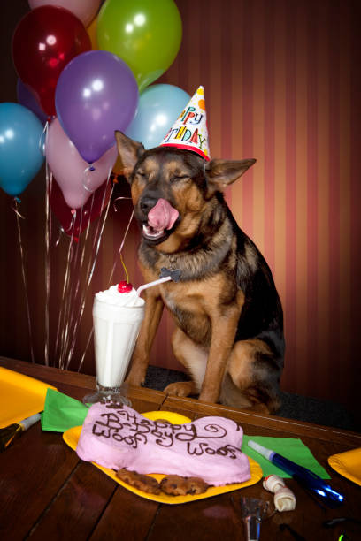 istock Doggy Birthday Party 157580367