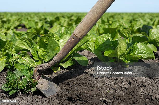 Arrancar Ervas Daninhas Do Novo Alface Orgânico Campo Com Enxada - Fotografias de stock e mais imagens de Agricultura