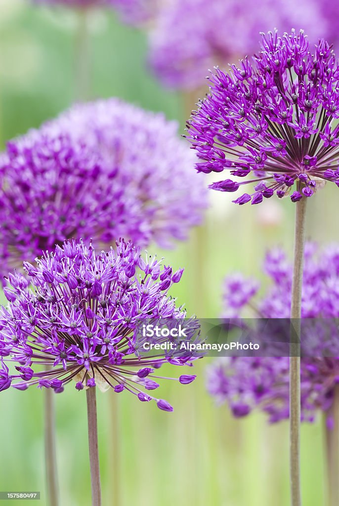 Allium hollandicum'Purple Sensation'-III - アウトフォーカスのロイヤリティフリーストックフォト