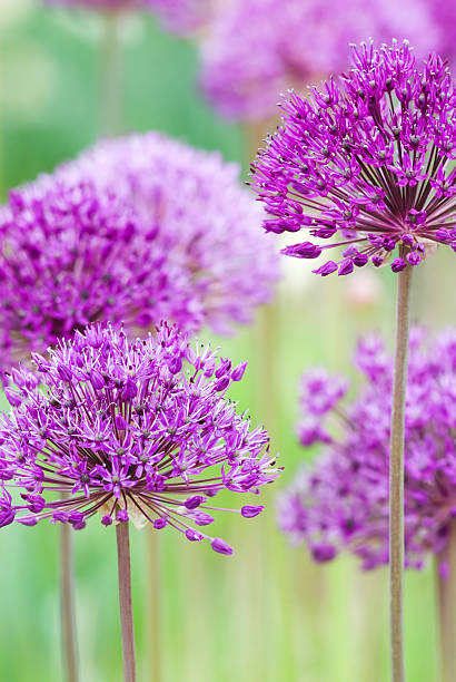 istock Allium hollandicum 'Purple Sensation' - III 157580497