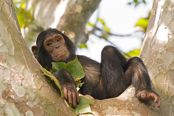 Young chimpanzee relaxing in a tree, wildlife shot, Gombe/Tanzania A young "Chimp" (Common Chimpanzee, Pan troglodytes) is relaxing in a tree. SHOT IN WILDLIFE in Gombe Stream National Park in Tanzania.  chimpanzee photos stock pictures, royalty-free photos & images