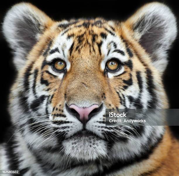 Tiger Cub Starren Stockfoto und mehr Bilder von Tiger - Tiger, Schwarzer Hintergrund, Porträt