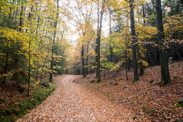 istock Forest in autumn with orange colors 1575806665