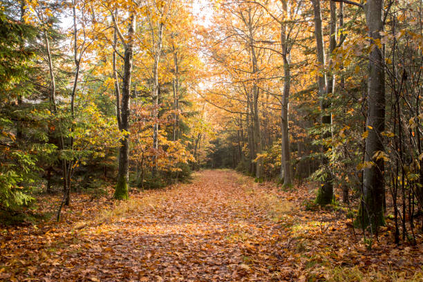 istock Forest in autumn with orange colors 1575807182