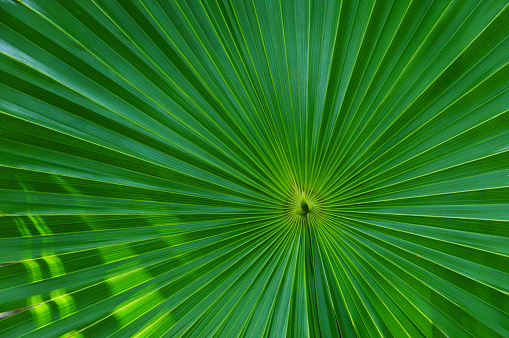 Young palm leaf close-up  with sunlight light effects.