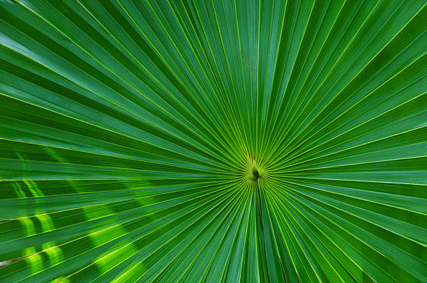 Folha de palmeira close-up - fotografia de stock