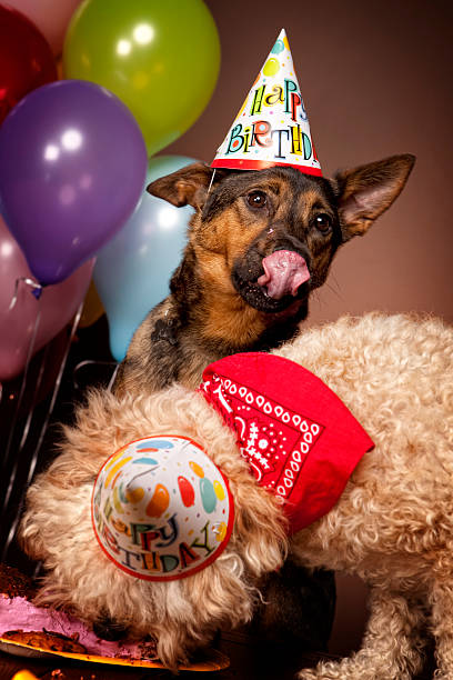istock Doggy Birthday Party 157580782
