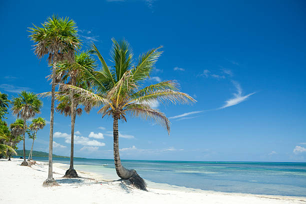 istock Palm trees on tropical Caribbean beach 157580795