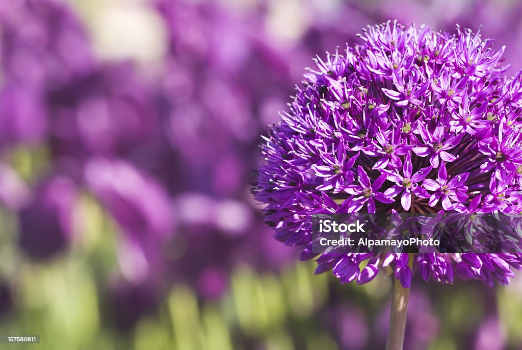 Allium hollandicum'Purple Sensation'- VII - Foto de stock de Allium Sativum royalty-free